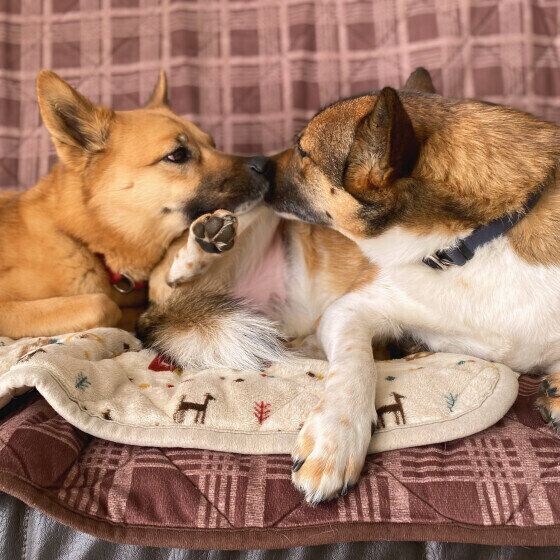 MIXの茶豆ちゃんと同居犬ちゃん