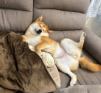 ソファでお腹を出して爆睡！　たくさん遊んだ日に「大胆ポーズ」で眠る柴犬の心理｜獣医師解説