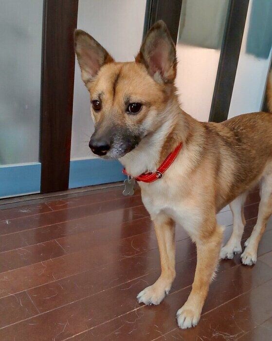 お迎えから2年経った頃のルディちゃん