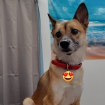 「人と接する機会がないまま迎え入れられた」元保護犬→次第に性格を出すようになり5年後、飼い主さんを魅了する“宝物”のような存在に