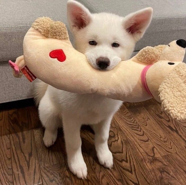 ぬいぐるみをくわえるうめちゃん。