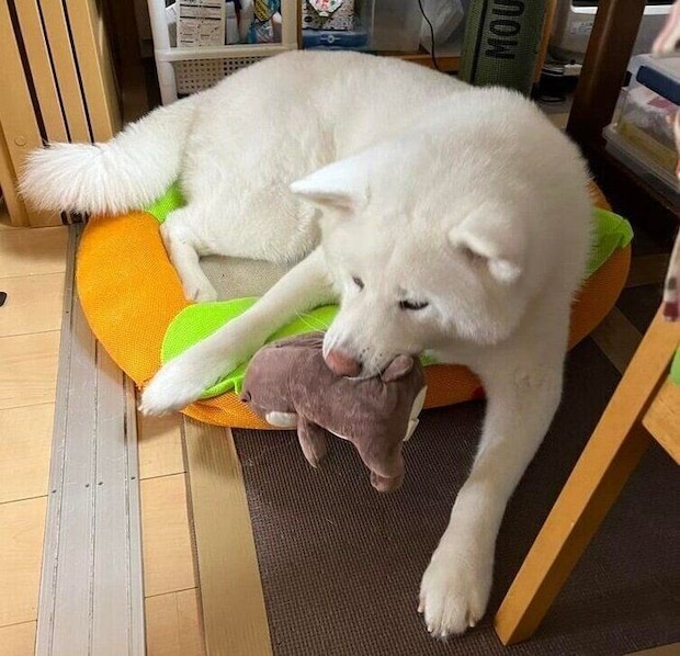 ぬいぐるみで遊ぶうめちゃん。