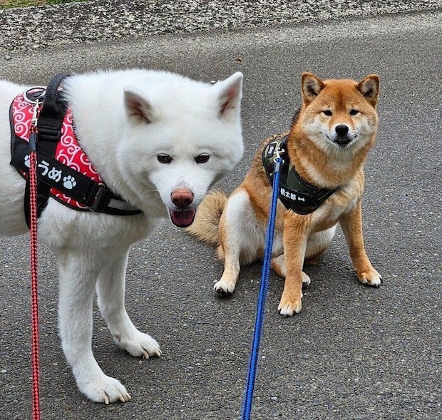散歩をするうめちゃん、桃太郎くん。