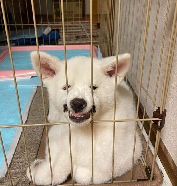 お迎え翌日のうめちゃん。