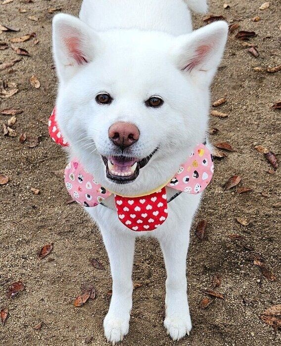 ドッグランで楽しく遊ぶうめちゃん。