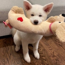 ぬいぐるみを得意げにくわえる秋田犬の子犬　やんちゃな時期を経て5才の今、おばあちゃんの“話し相手”もつとめる“頼もしいお姉ちゃん”に！