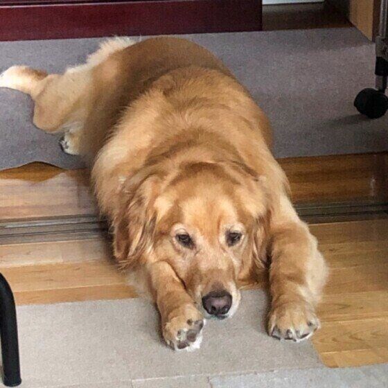 ゴールデン・レトリーバーのモモちゃん