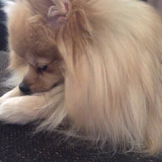 ポメラニアンのリロちゃん