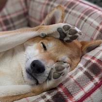 犬が顔をこするのは違和感？眠いサイン？獣医師が解説