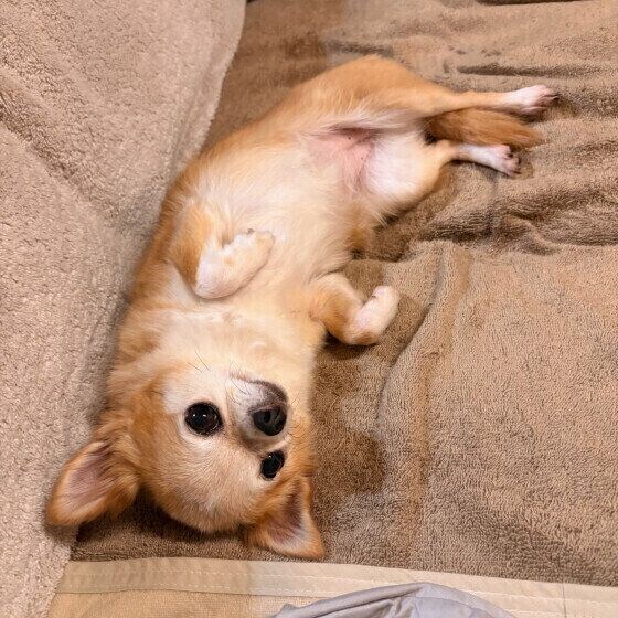 おなかを見せるチワワ