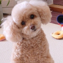 上目づかい、首かしげ…犬の“かわいい”しぐさを3つを解説！