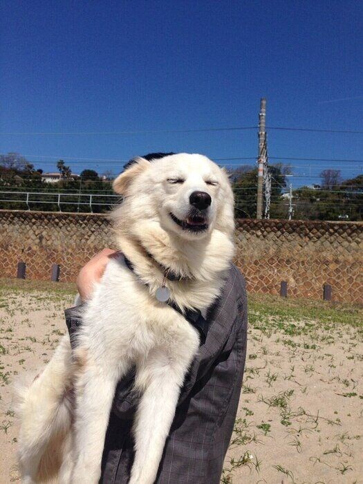 初めての抱っこに嬉しそうな犬