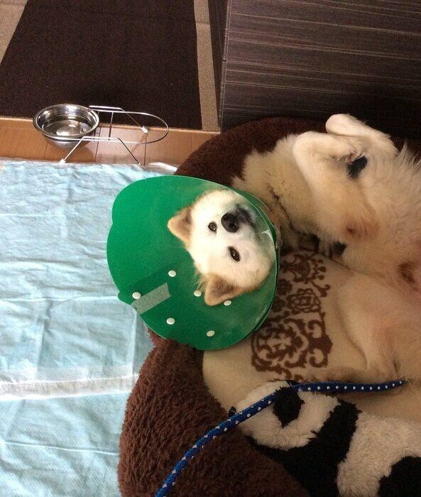 お迎えされた日の犬 推定2才