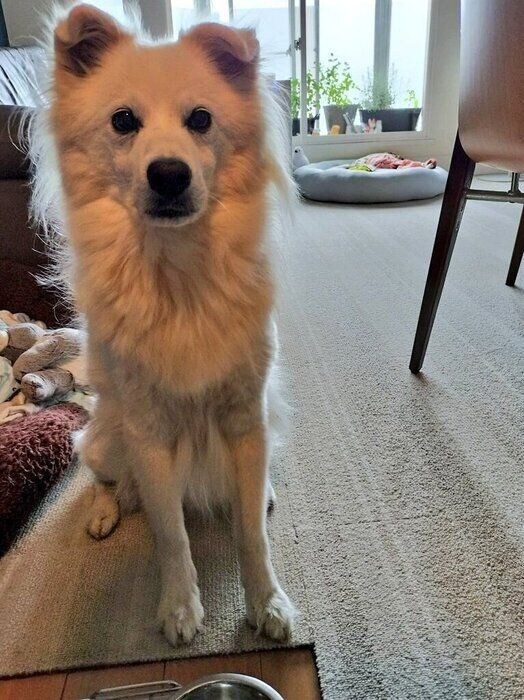 おやつをスタンバイしている犬