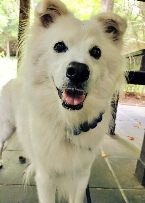 涼しくてウキウキな様子の犬