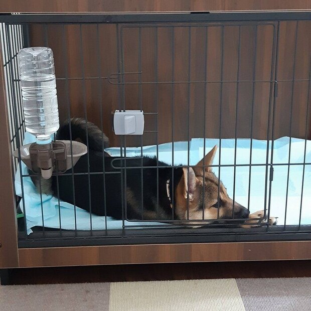 お迎えした当時のりんちゃん