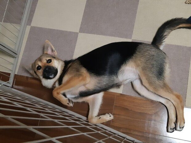 散歩から帰宅し、サークル内の床に寝転がるりんちゃん 朝食も食べてすっかりリラックス