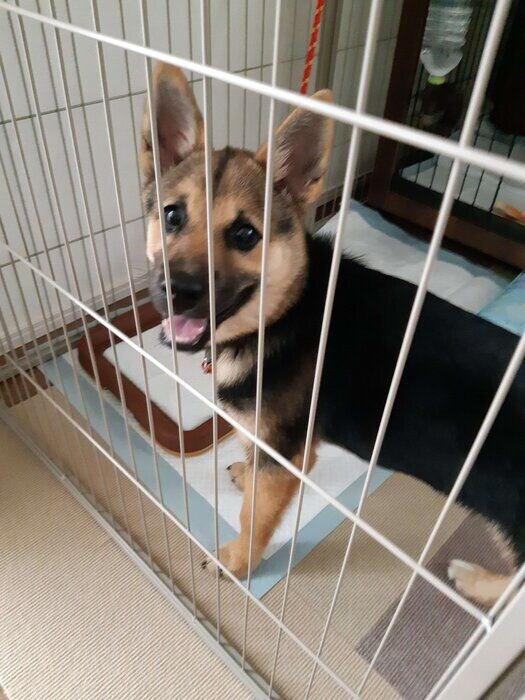 飼い主さんを見つめるりんちゃん