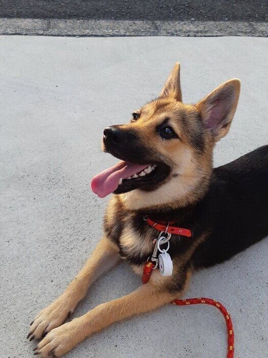 前足を伸ばして見上げるりんちゃん