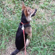 元保護子犬を迎え入れ「一喜一憂していた」ことも→現在生後7カ月半になり、飼い主さんの願いは“一緒に成長すること”