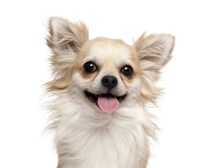 正しいしつけ・お世話・関係性…できていますか？「しつけ事典3冊」セットで解決！