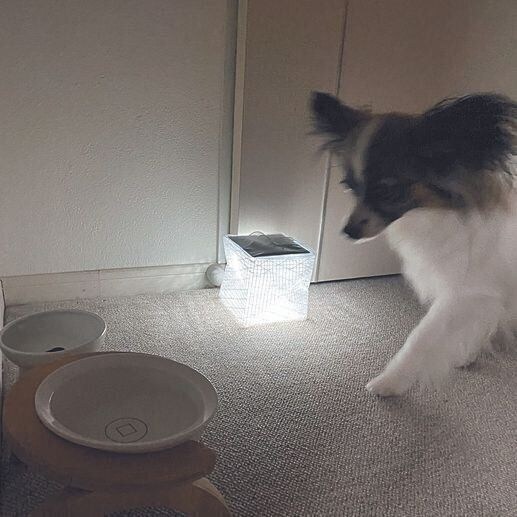 夜中も常につけています