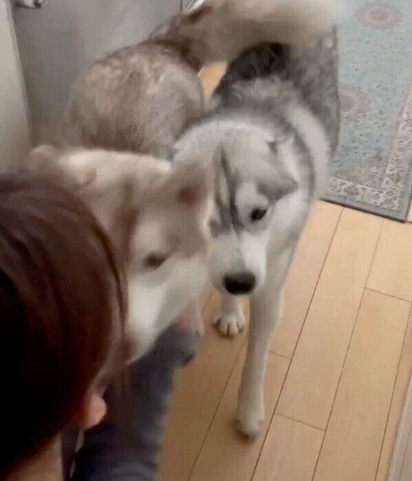 母の帰宅に大喜びなりりちゃん、ここちゃん