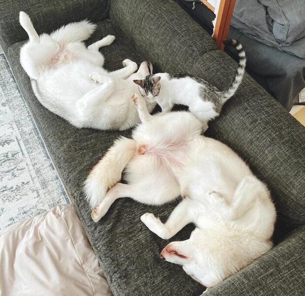 まったりするりりちゃんとここちゃん