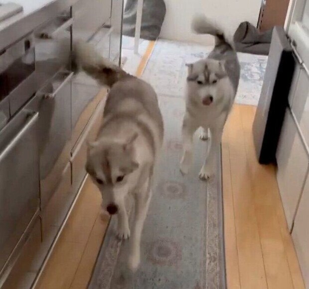 母の帰宅に大喜びなりりちゃん、ここちゃん