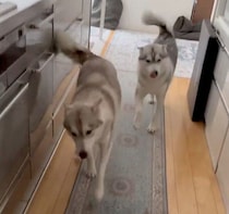 「大好きな母が帰ってきて大喜び！」　しっぽを大きく振りながら大歓迎するハスキー姉妹が可愛い