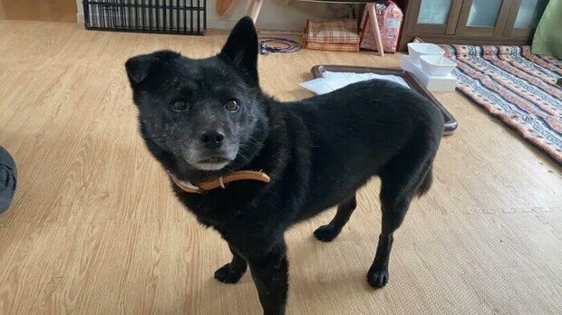 お迎え当日の犬 推定6才