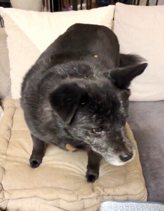 おやつが背中にあることに気がつかない犬（推定7才）