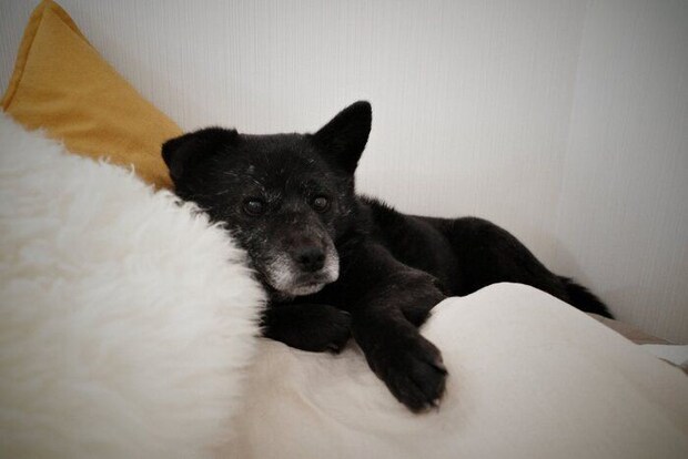 優雅な様子でくつろぐ犬