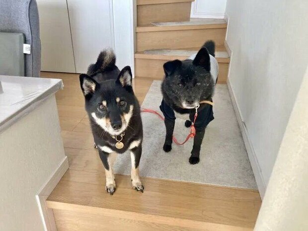 お迎え当初の犬（写真：右）と先住犬（写真：左）