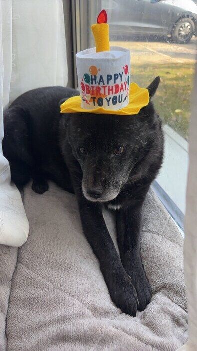 お誕生日祝いの帽子をかぶる犬
