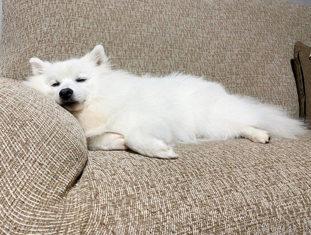 成長後の銀くん とろけるような寝姿がかわいい