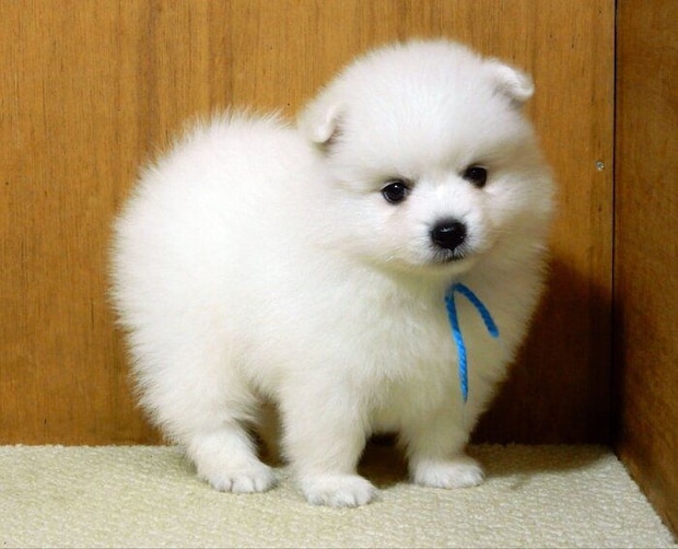 子犬時代の銀くん 飼い主さんのお気に入りの1枚なのだとか