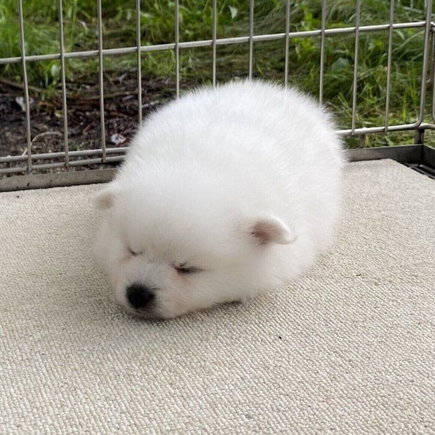 子犬時代の銀くん 丸くてふわふわでかわいすぎる