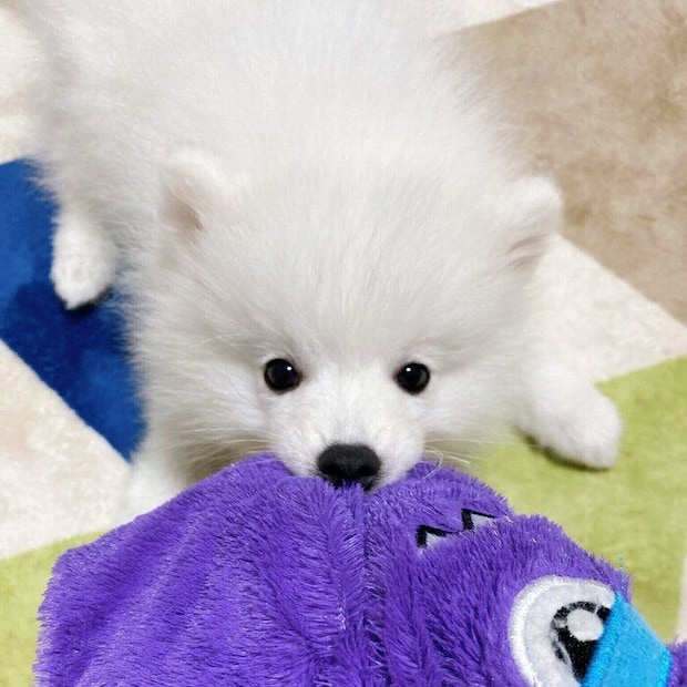 おもちゃをくわえる子犬時代の銀くん