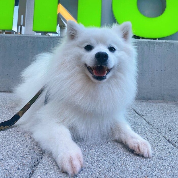 成長後の様子「我が家のマスコットキャラクターのような存在」と飼い主さんが