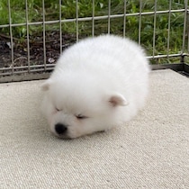 “大福の妖精”みたいだった日本スピッツ子犬→4才になった現在は「いつも機嫌がよく、人も犬も大好きなハッピードッグ」に！