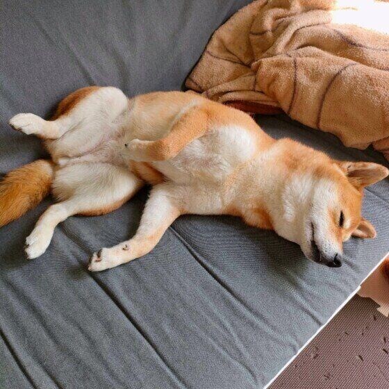 ヘソ天で寝る柴犬
