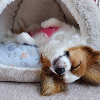 【調査】愛犬はヘソ天で寝ることはある？　行動の心理を獣医師が解説