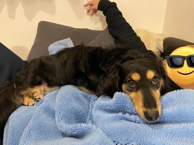 「お父さんをあたためてあげている」とら吉くんの様子