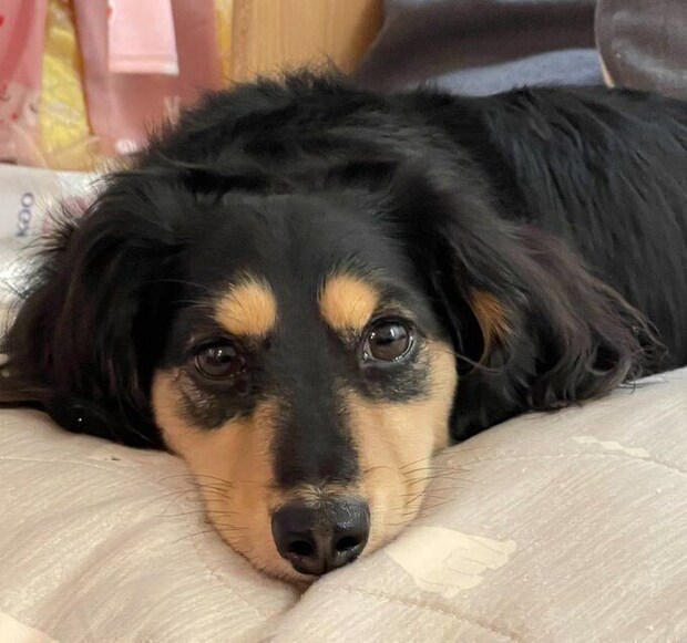 別の日の様子　とら吉くんはリラックスしているのだとか