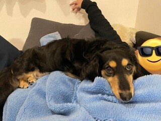 「ふだんはそっけないのに」体調不良のお父さんに寄り添うダックス犬の心理とは？獣医師に聞いた