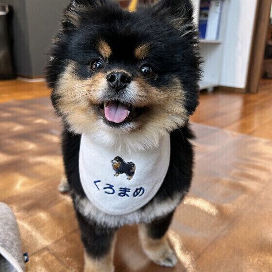 ポメラニアンのくろまめくん