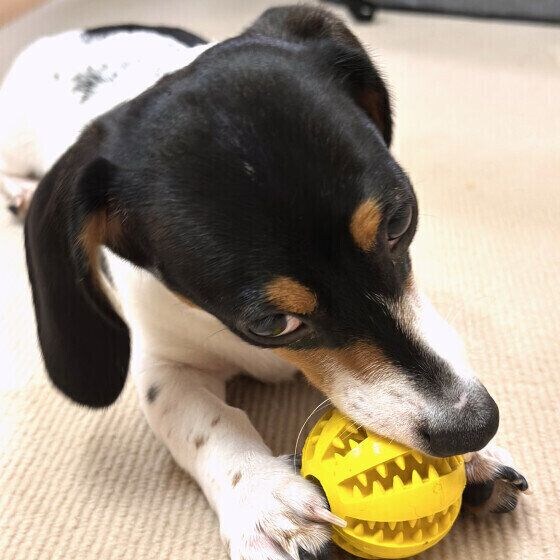 ミニチュア・ダックスフンドのるんたくん