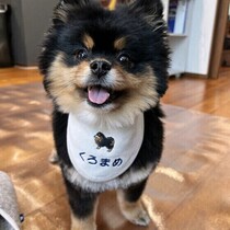 なぜか犬に好かれる人の特徴とは？ 獣医師が解説