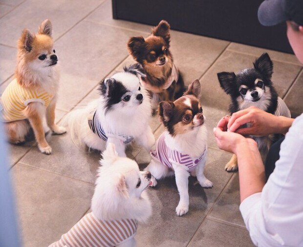 東京都K.O.さん家の6頭の愛犬たち。くーちゃん(11才)、ハルちゃん(4才)、ショコラちゃん(7才)、くまくん(10才)、しろくまくん(9才)、ロンくん(7才)/すべてチワワ